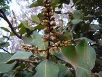 Neocarya (Neocarya macrophylla) plant