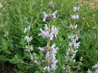 rose sage (Salvia eremostachya) plant