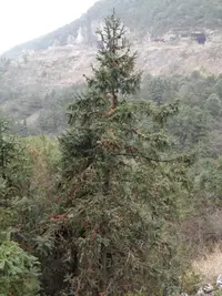Chinese fir