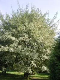 Mono Maple