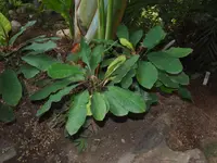 Euphorbia leuconeura