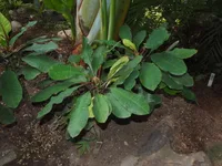 Euphorbia leuconeura