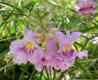 desert willow (Chilopsis linearis) plant