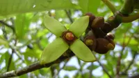 mangrove