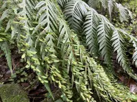 Woodwardia prolifera