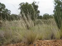 rough speargrass
