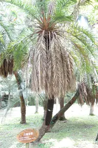 Spiny Date Palm