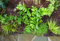 Japanese Holly Fern (Cyrtomium falcatum 'Rochfordianum') plant
