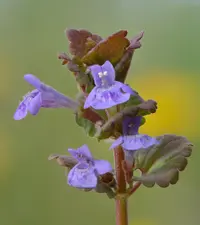 Ground-ivy