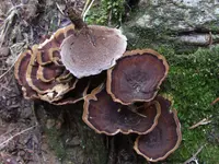 Brown Funnel Polypore (Coltricia perennis) plant