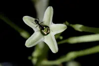 Cestrum nocturnum blooms