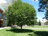 black cherry tree