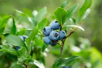 Vaccinium corymbosum