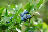 Vaccinium corymbosum