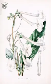 trumpet-flowered sinningia