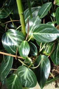 Spotted Peperomia (Peperomia maculosa) plant