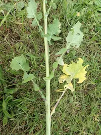 Brassica napus subsp. rapifera