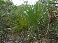 scrub palmetto