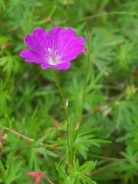 bloody geranium