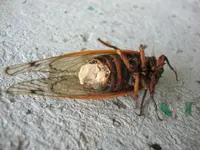Massospora cicadina (Massospora cicadina) plant