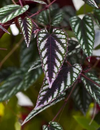 Begonia Vine (Cissus discolor) plant