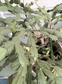 Thanksgiving Cactus photo by a Botan App user