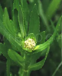 Buffalo Spinach