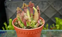 Sarracenia purpurea in pot