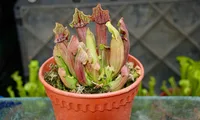 Sarracenia purpurea in pot