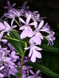 Epidendrum centropetalum