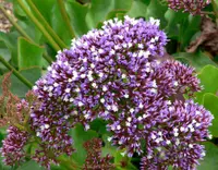 Perez's sea lavender