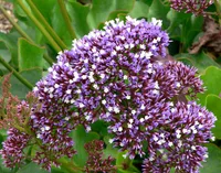 Perez's sea lavender (Limonium perezii) plant