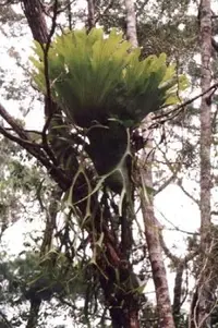 Platycerium coronarium (Platycerium coronarium) plant