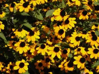 browneyed Susan (Rudbeckia triloba) plant