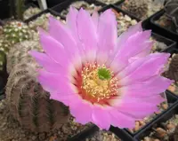 lace hedgehog cactus