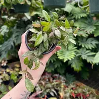 Wax Plant (Hoya lacunosa 'Royal Flush') plant