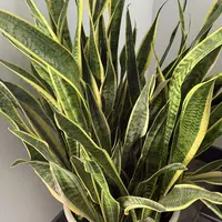 Snake plant photo by a Botan App user