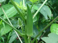 okra (Abelmoschus esculentus) plant