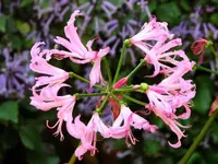 Cornish lily