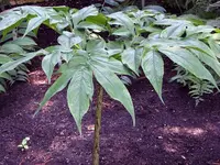 Amorphophallus kiusianus