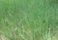 thinleaf false brome