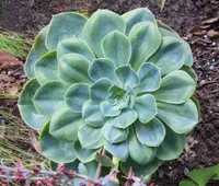 blue echeveria