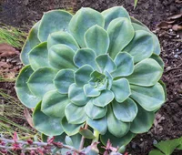 blue echeveria (Echeveria secunda) plant