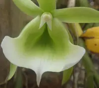 Angraecum eichlerianum