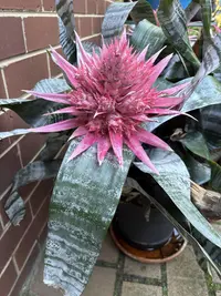 Urn plant photo by a Botan App user