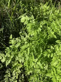 African Hedgeparsley
