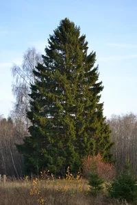 Norway spruce (Picea abies) plant