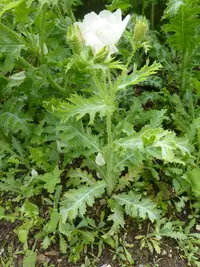 Chicalote Poppy