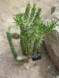 Eve's needle cactus