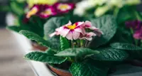 Brazilian gloxinia